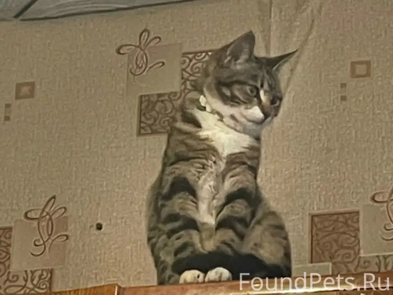 Пропала кошка Маруся, район Гагарина 9