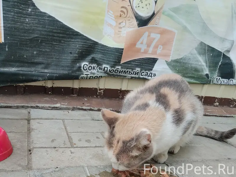 Найдена кошка, Профинтерна 7
