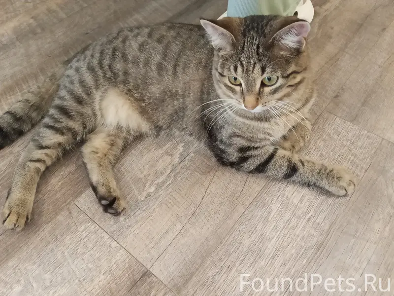 Найден кот
