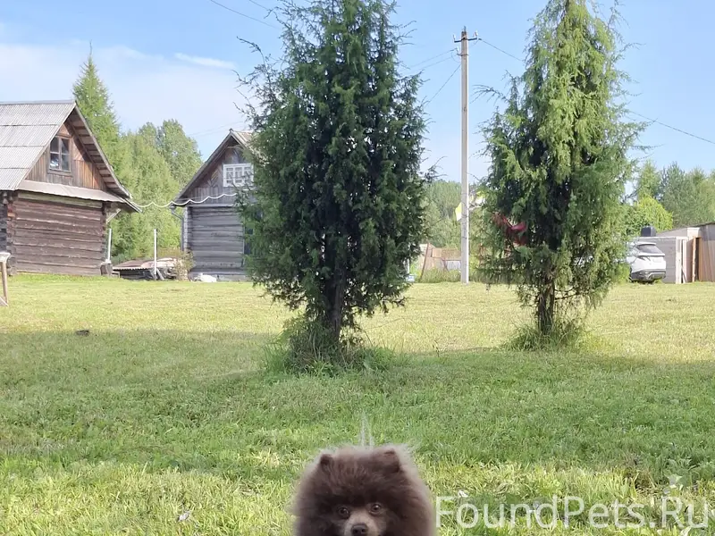 Пропал шпиц Фред, район станции Кущуба