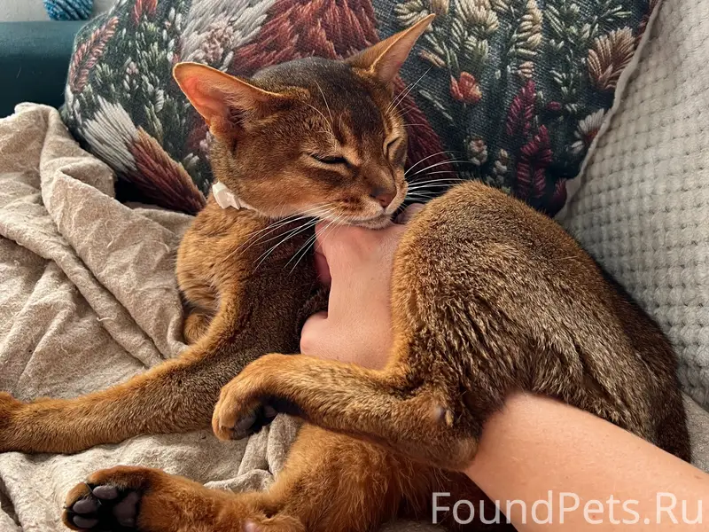 Пропал кот Локи