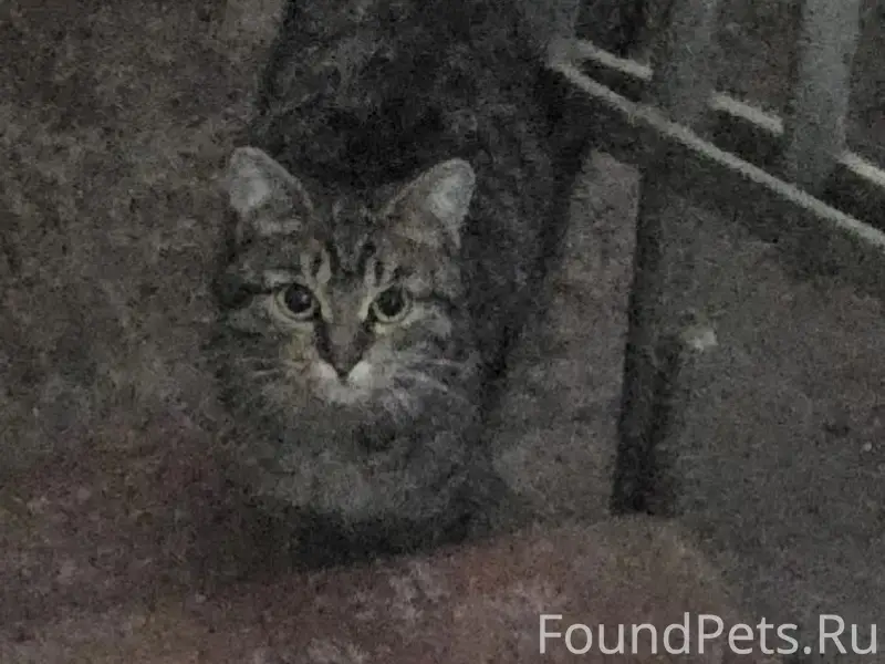 Найдена кошка, Сомбатхей