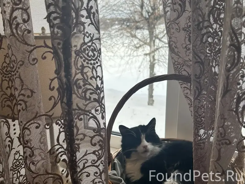 Пропал котик Мэйсон, Плес