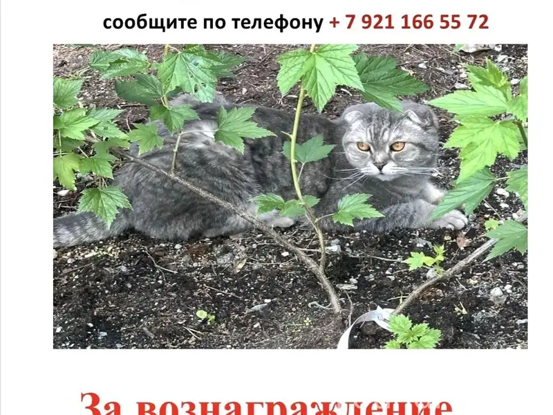 Пропал кот Марсик