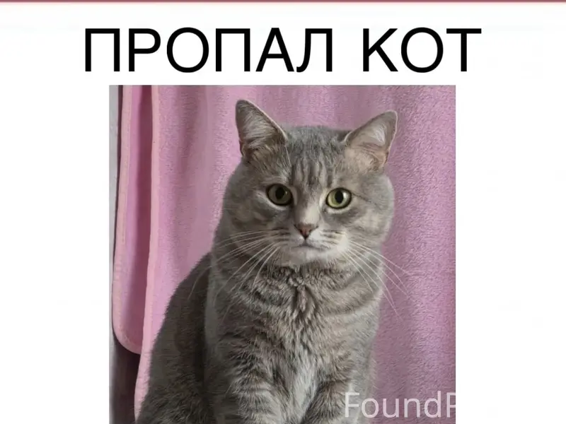Пропал кот, [место не указано]