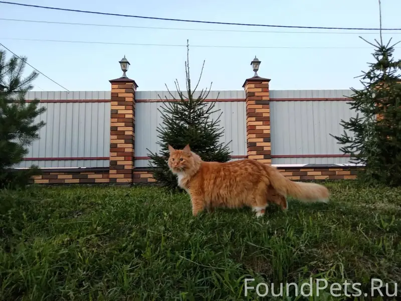 Пропал кот Степа, п. Солнечный берег