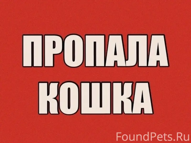Пропала кошка Соня, Строитель 27