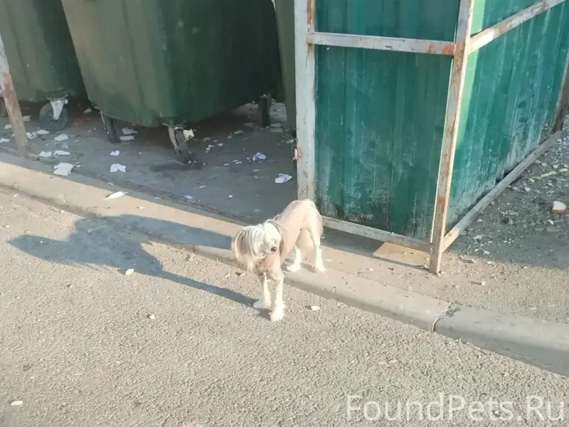Пропал мальчик китайской хохлатой, Симферополь