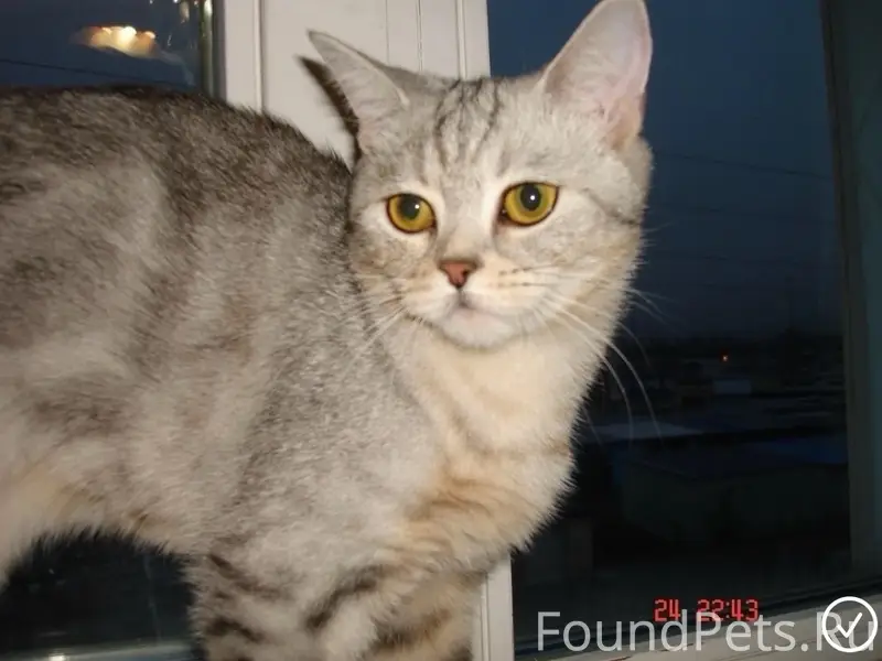 Пропала шотландская кошка Сима, улица Зои Космодемьянской