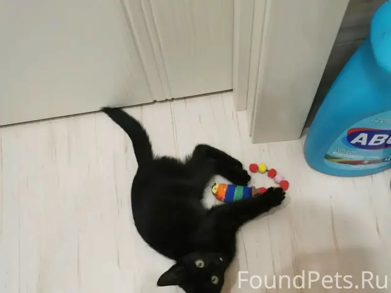 Найден котёнок