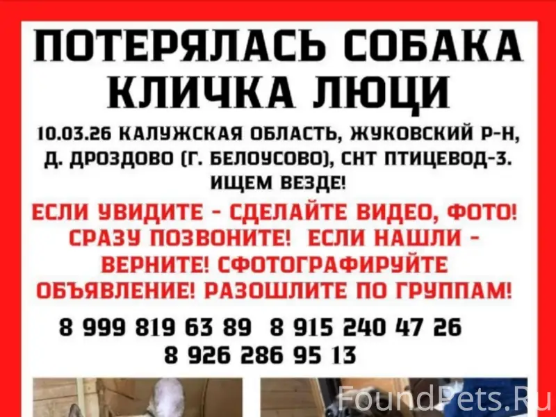 Пропал французский бульдог Люцифер, Белоусово