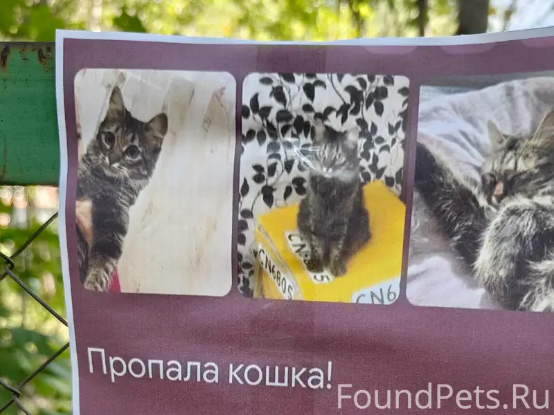 Пропала кошка, Тольятти
