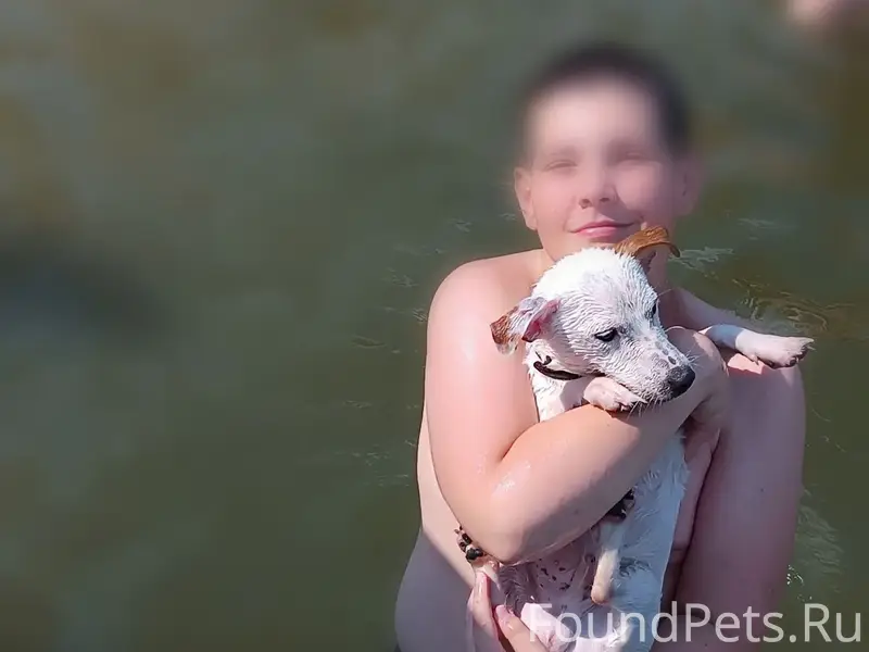 Пропал Джек Рассел Гес, ул. Муромцева
