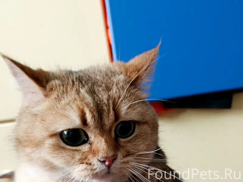 Найдена кошка, район 44 школы