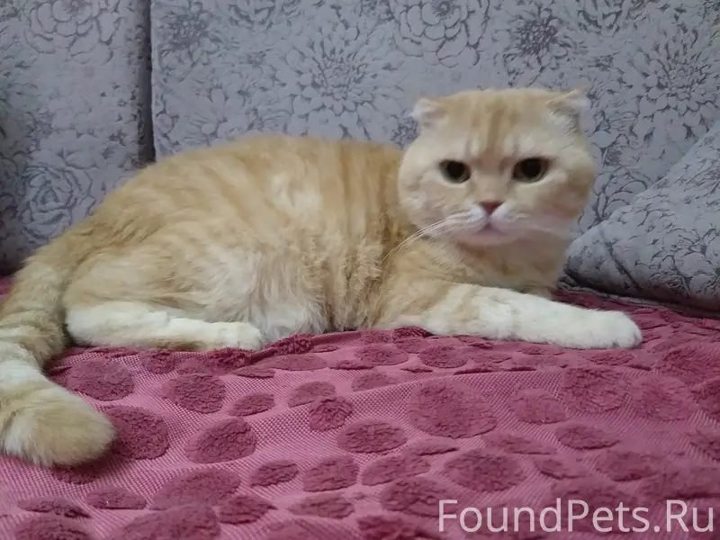 Помогите найти кота!