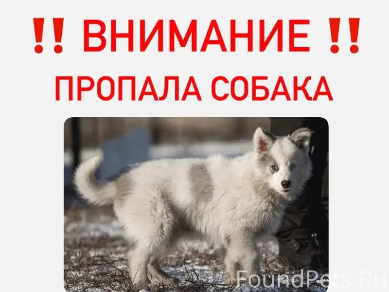 Пропал Батон, собака в Евпатории, Спутник №2