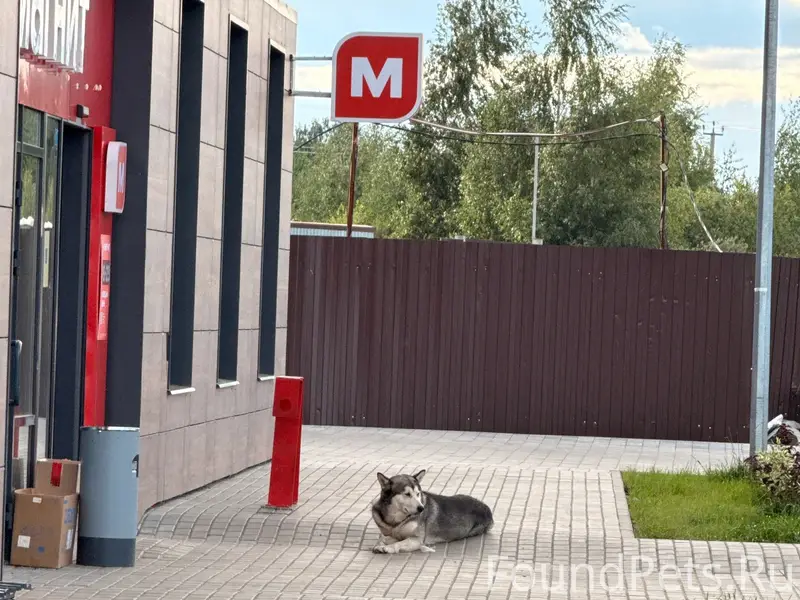 Найден хаски, у ЖК Чайка