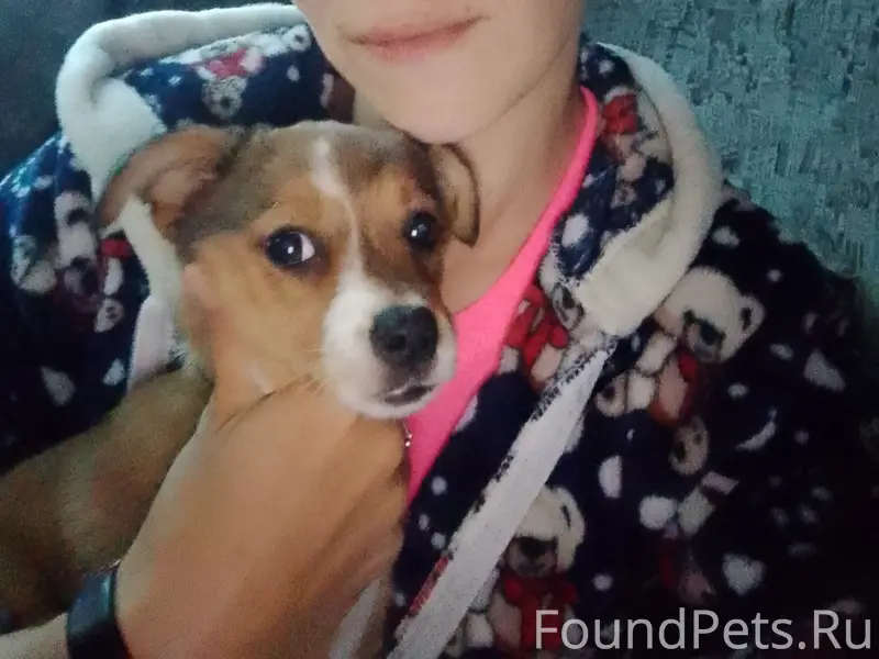 Пропала собака,