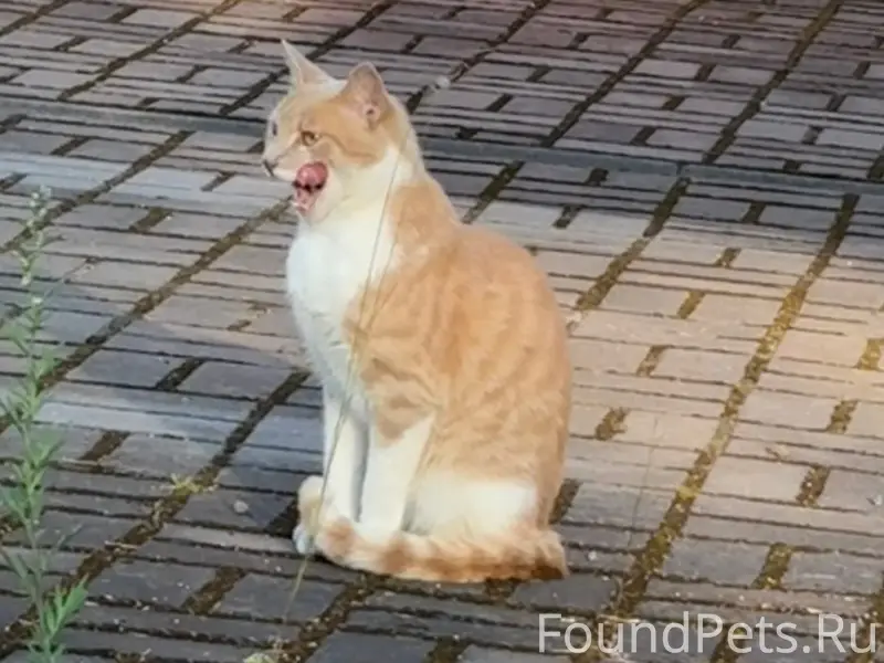 Найден домашний кот, Курортный район