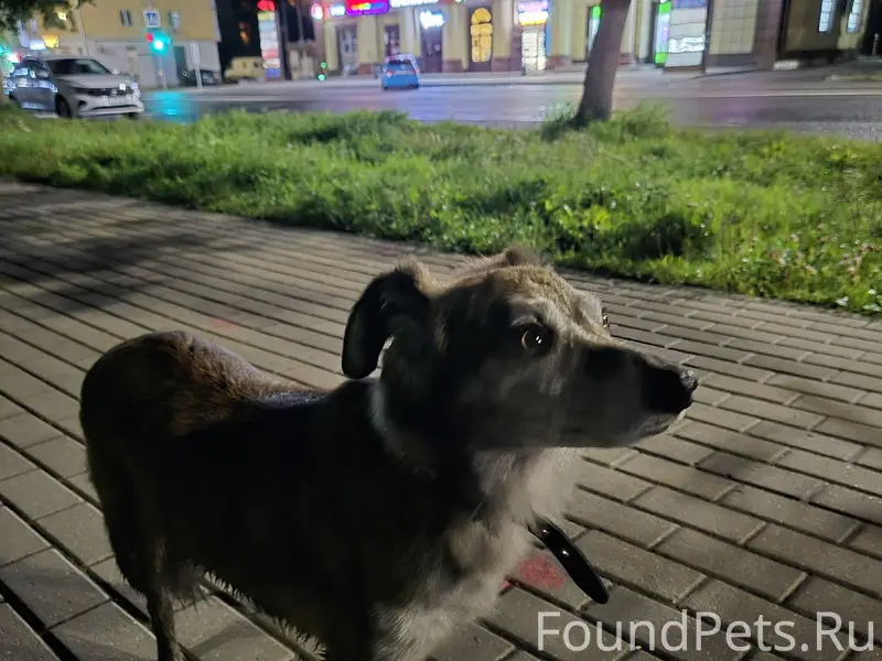 Найден пёс, Тверь, напротив киротеатра