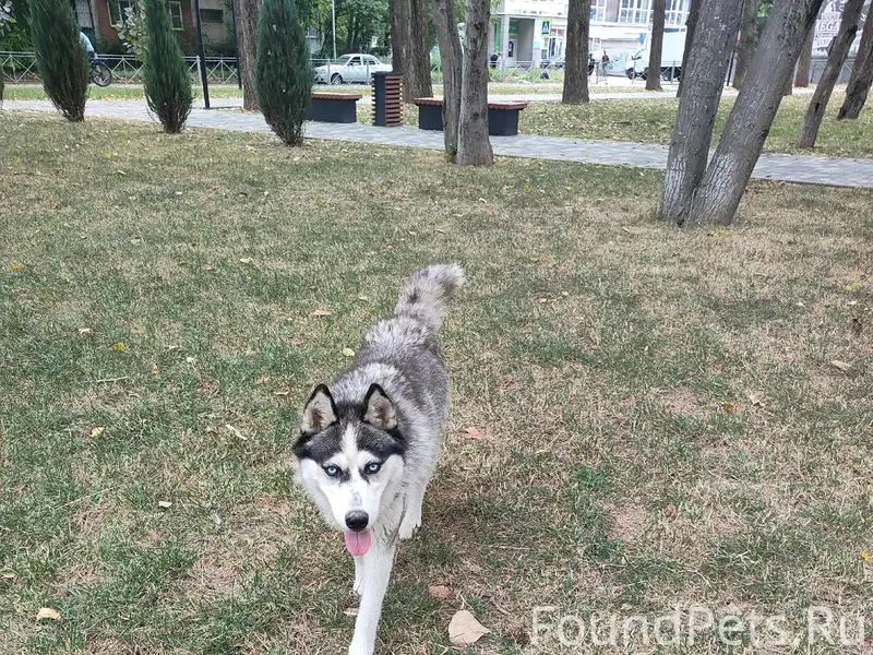 Пропала собака, Пятигорск