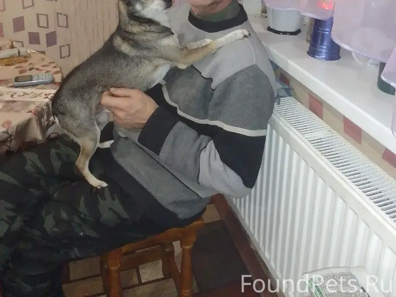 Пропала собака
