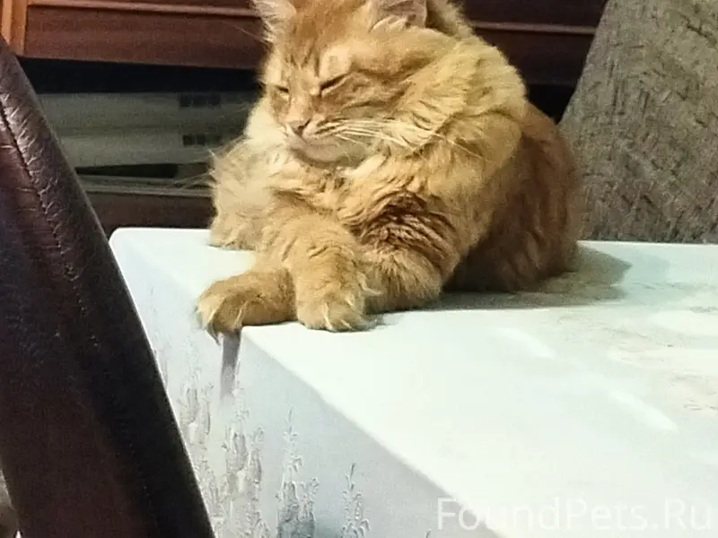 Пропал кот Рыжик, Циолковского,81