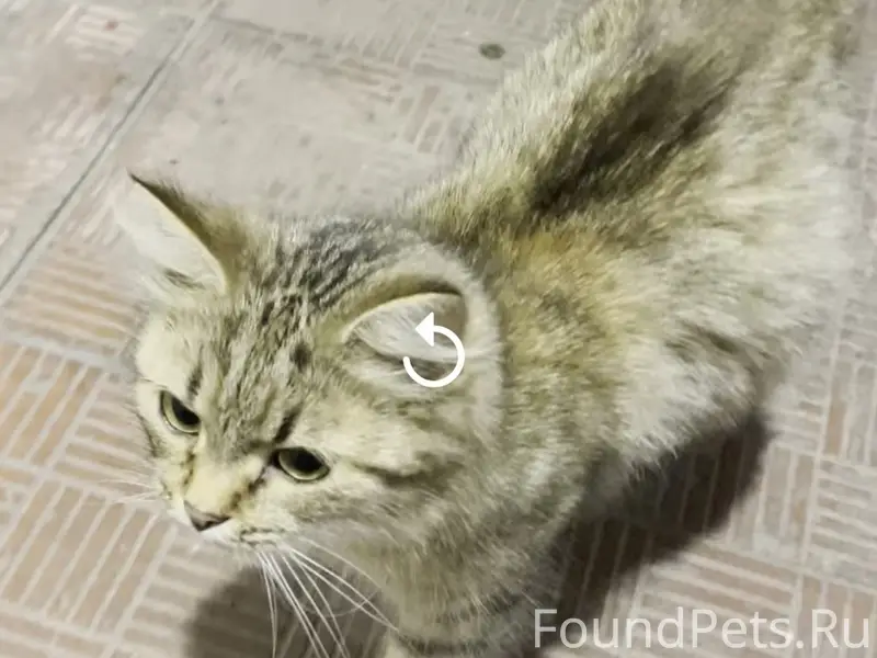 Найдена трёхцветная кошка, Володарский район
