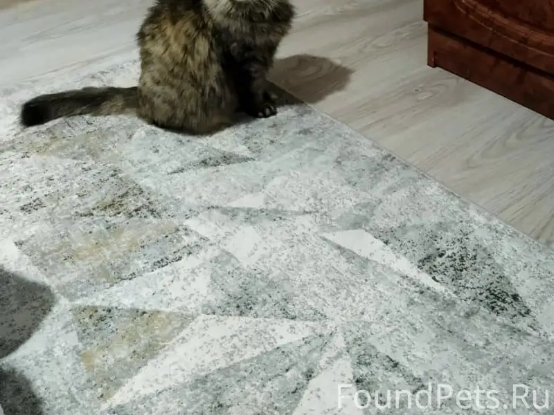 Пропала кошка, Бочманово
