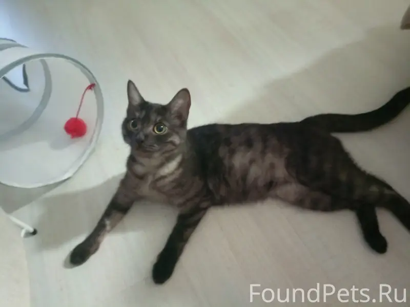 Найдена кошка, район Ивановского