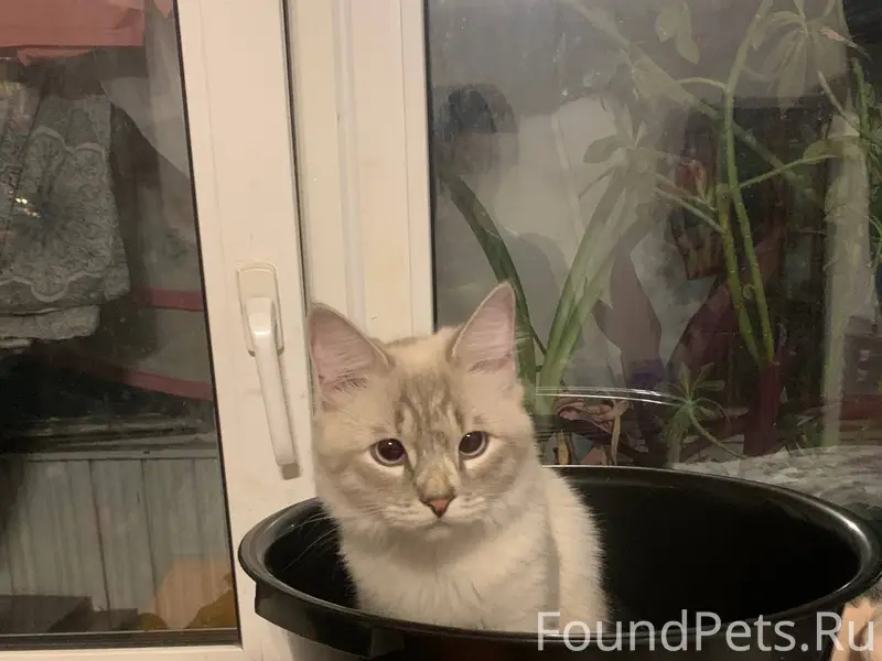 Пропал кот, район Советский (г. Брянск)