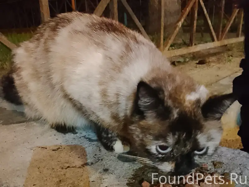 Найдена кошка с ошейником, 25 лет октября