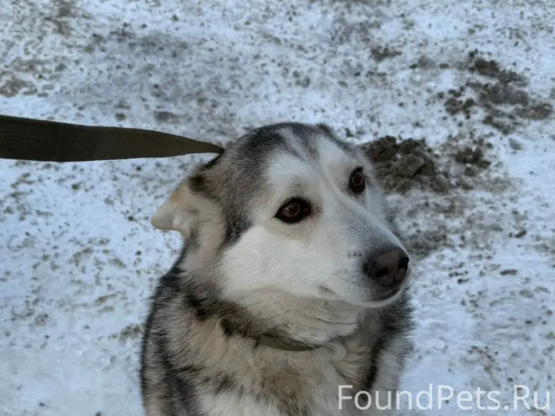 Пропал пёс Витюша