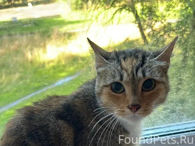 Найдена молодая кошка, Колпино