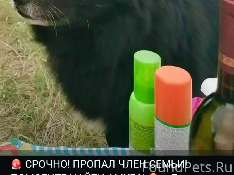 Пропал волкособ Амур, район кафе «У Коляна»