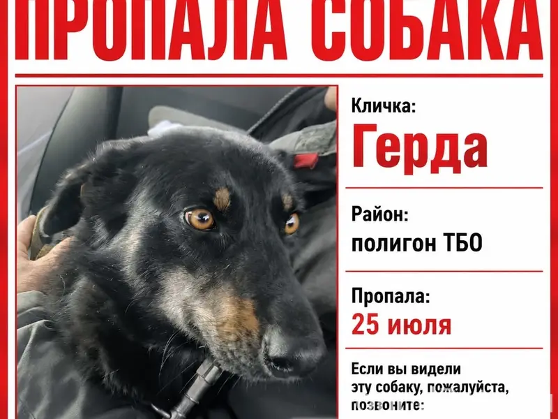 Пропала собака Герда, возле полигона тбо