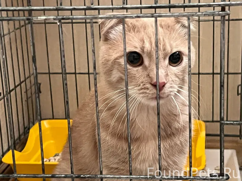 Найден рыжий вислоухий кот, Симферополь