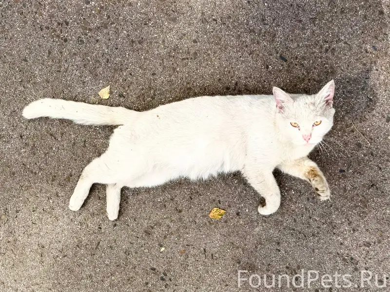 Найдена белая кошка, район ул. Кутузова