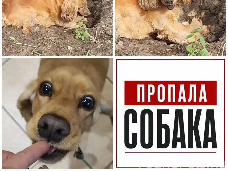 Пропала собака спаниель Дана, улица Перекопская