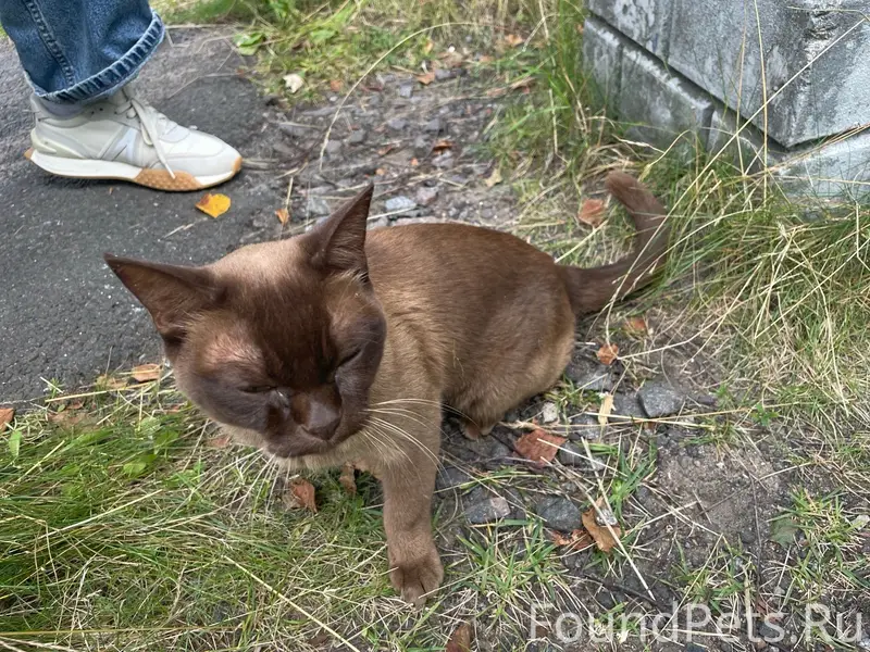 Найден кот, ищем хозяина
