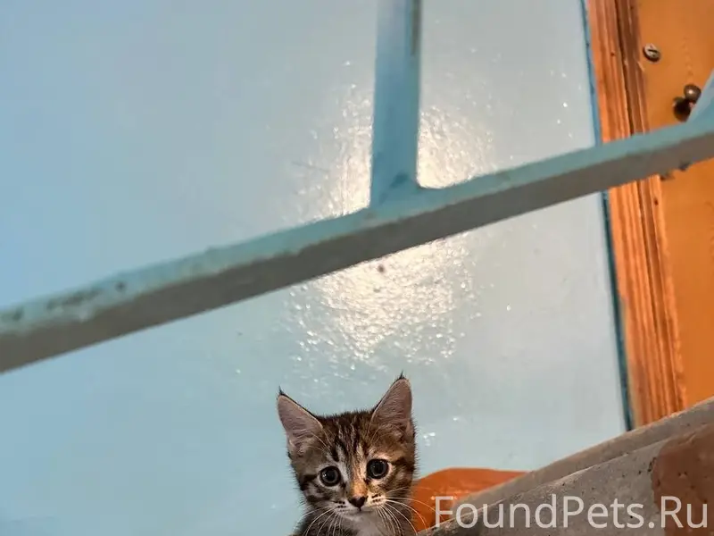 Найден котёнок, подъезд