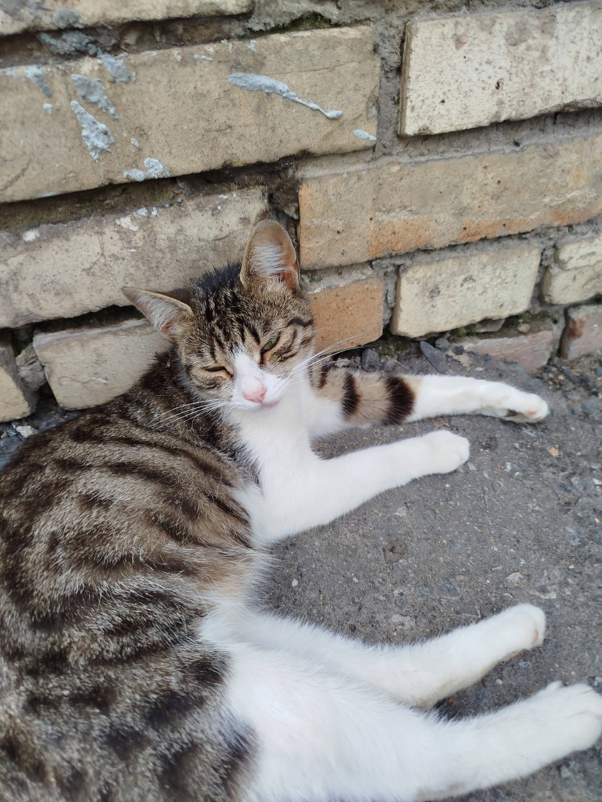Пропала кошка, Шлиппово