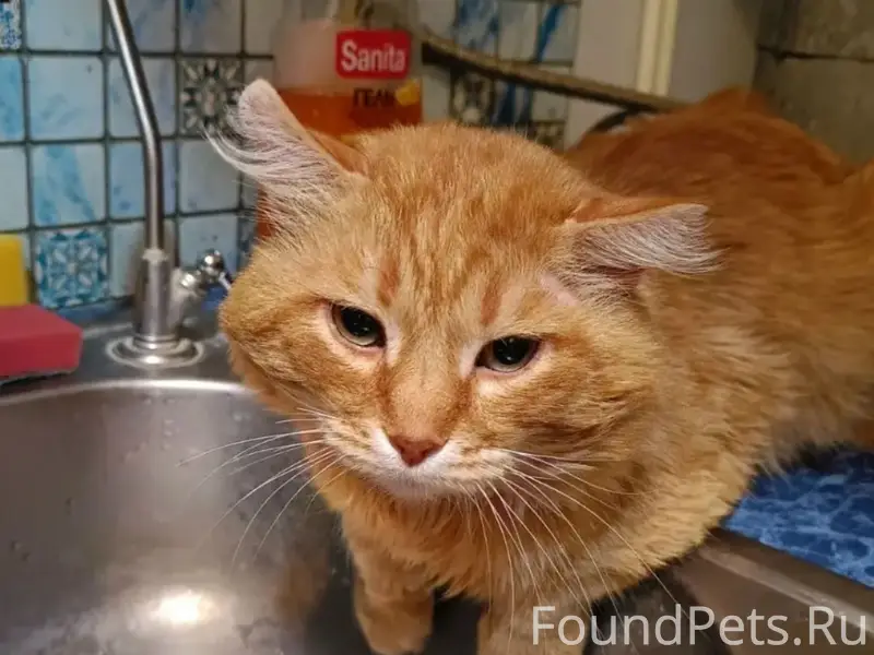 Пропал рыжий кот с зелёным ошейником