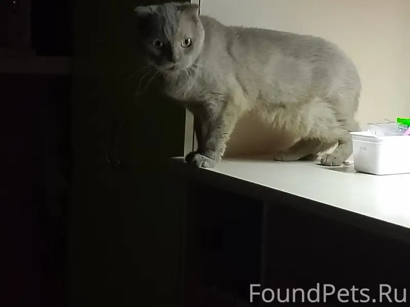 Найден шотландский вислоухий кот, Толстого 3а