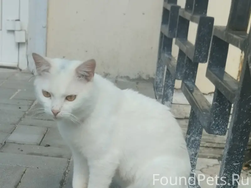 Найден белоснежный кот, Елец