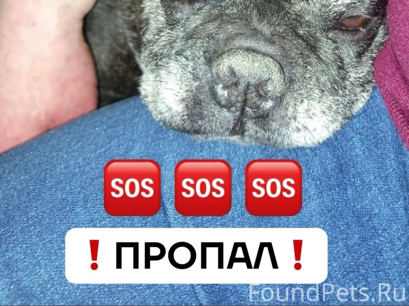 Пропал французский бульдог, Воронеж