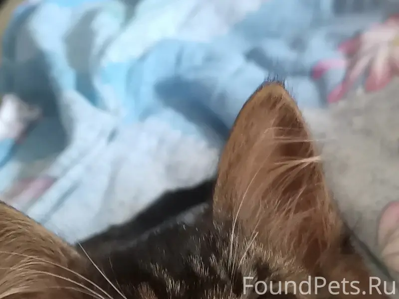 Найден котёнок, Коломна