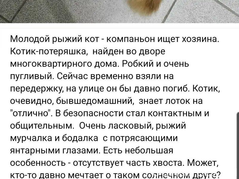 Найден кот, ул. Маршала Жукова, 58/1