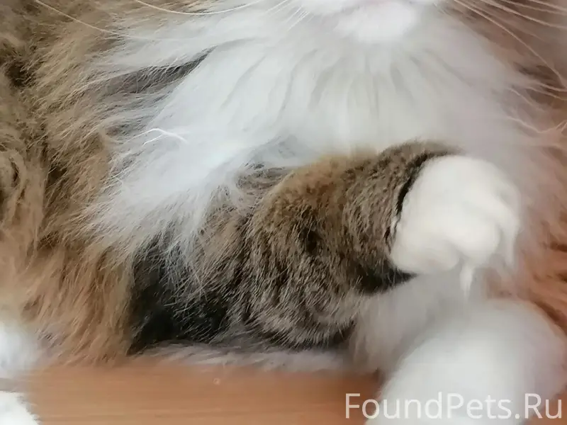 Пропала кошка, район мфц