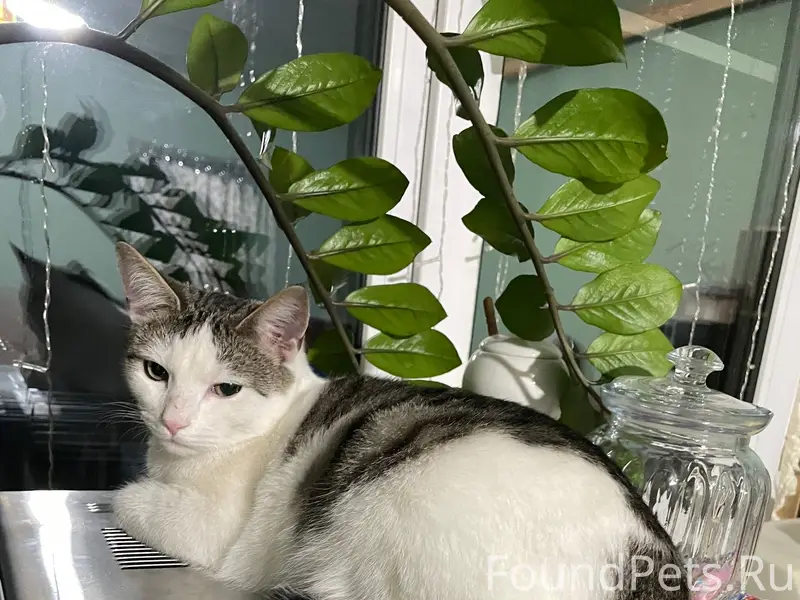 Пропал кот Тим, Досчатое